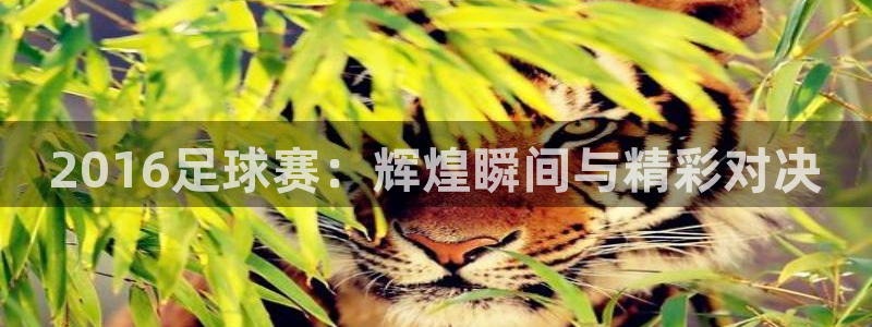  2016足球赛：辉煌瞬间与精彩对决