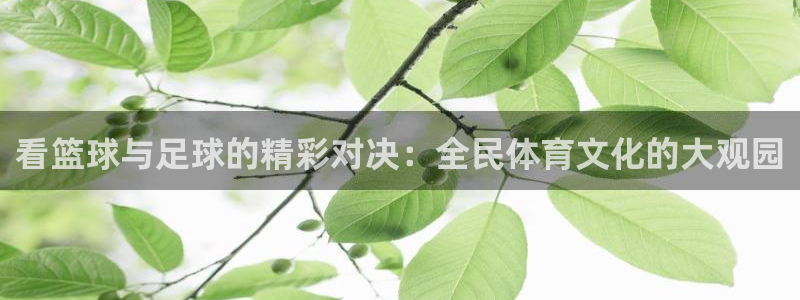  看篮球与足球的精彩对决：全民体育文化的大观园